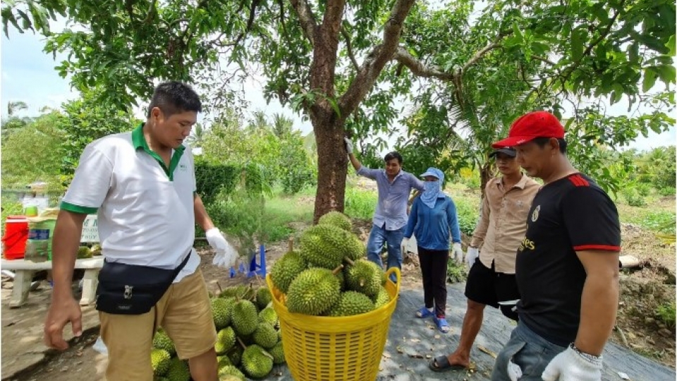 Taiwan extends strict inspections on Vietnamese durian imports